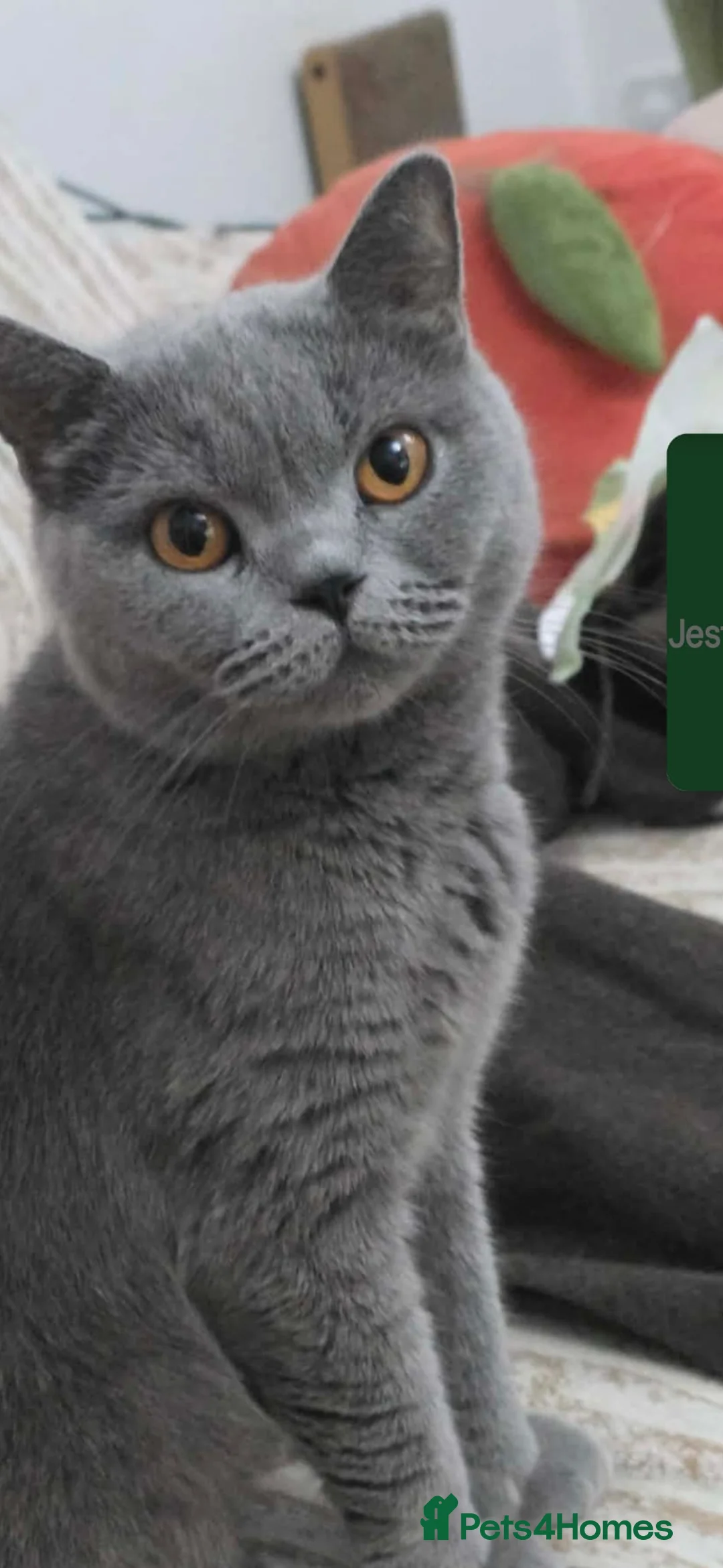 British Shorthair cats for sale: ACTIVE GCCF AND TICA REGISTERED FEMALE - Advert 1