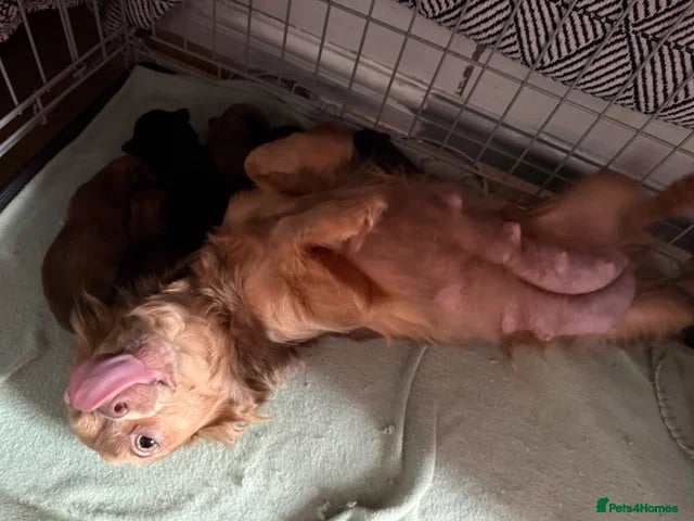 Pomchi dogs Last beautiful playful well socialised boy - Advert 9