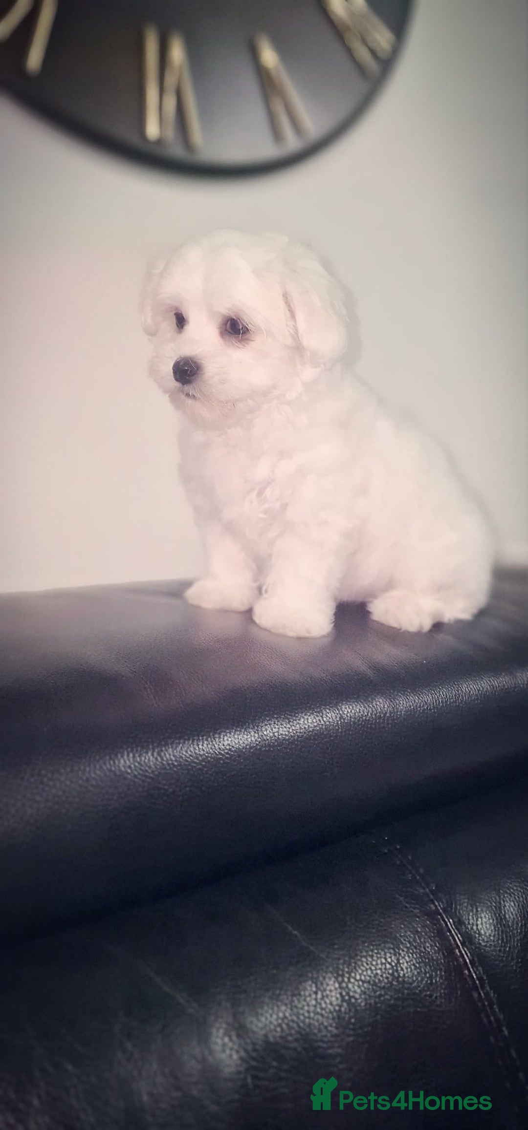 Mixed Breed dogs for sale: Adorable Female Puppy Looking for a Loving Home - Image 4
