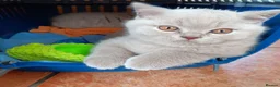 British Shorthair cats for sale: Stunning BSH pedigree kittens TICA registered  - Advert 9