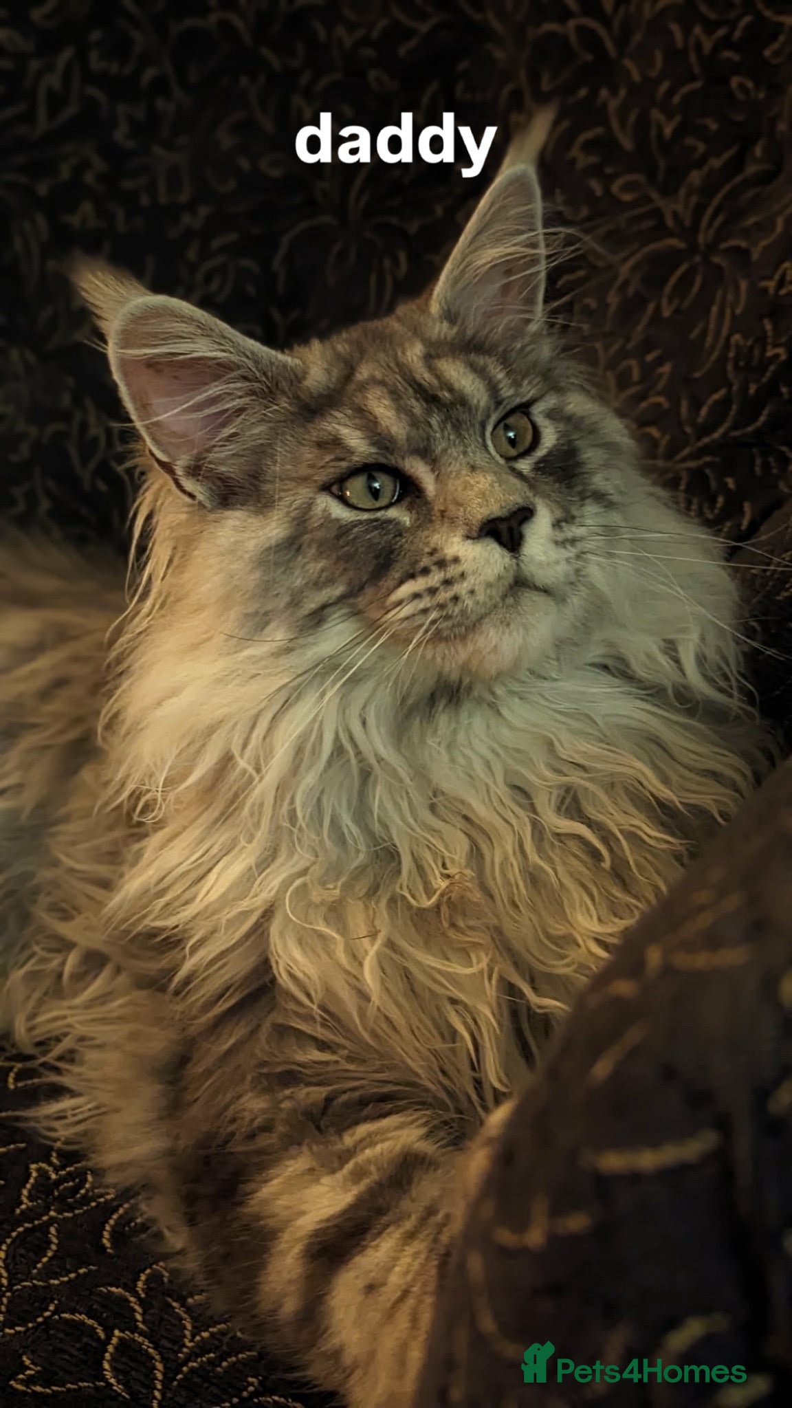 Maine Coon cats 🐾 beautiful maine coon kittens  - Advert 2