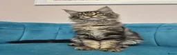 Maine Coon cats for sale: TICA Pedigree Registered Maine Coon Kittens - Advert 8