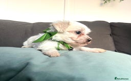 Maltese dogs for sale: Maltese puppies available 🩵🩷💚  - Image 9