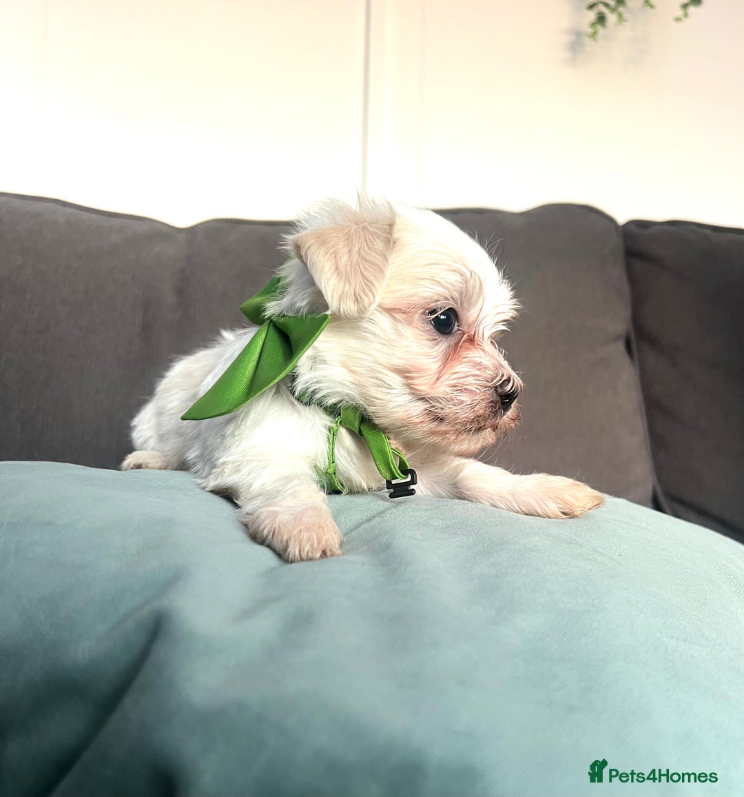 Maltese dogs for sale: Maltese puppies available 🩵🩷💚  - Image 9