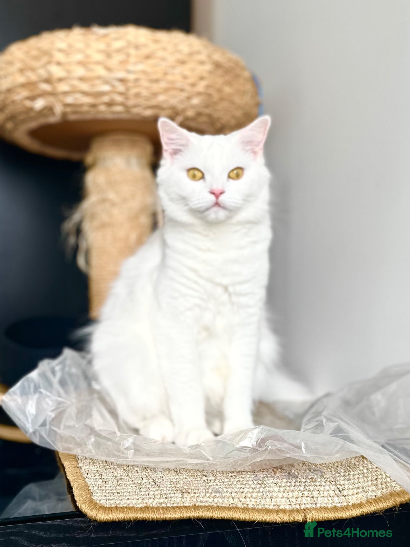 British Shorthair cats Beautiful White British Shorthair  - Advert 1