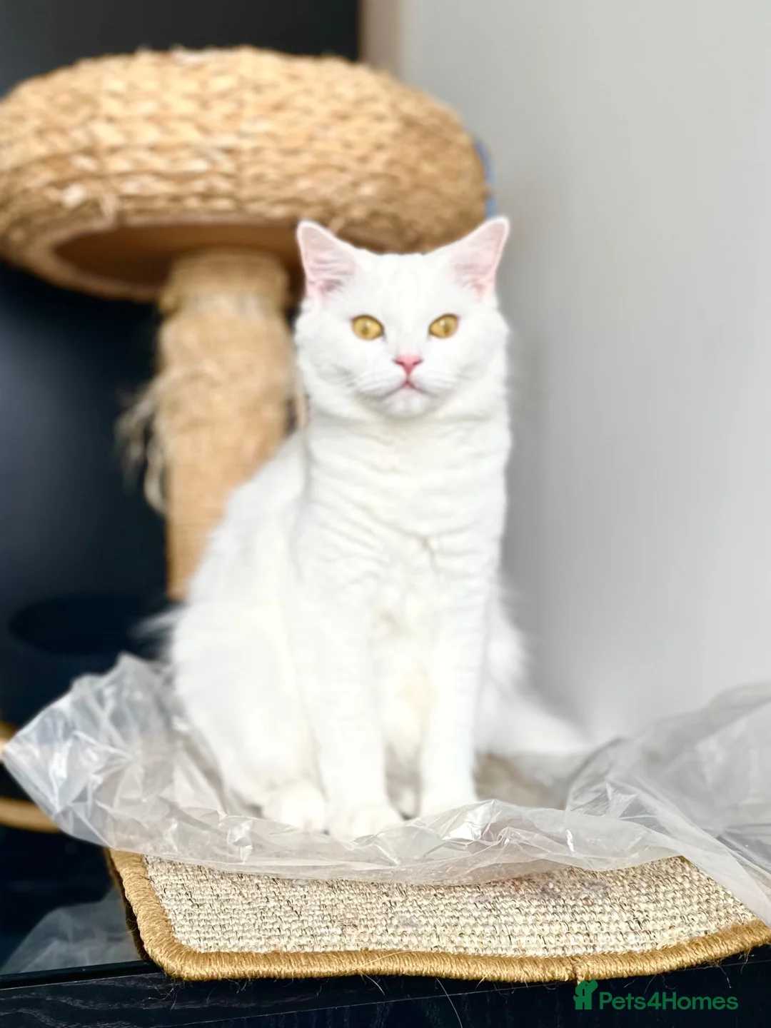 British Shorthair cats for sale: Beautiful White British Shorthair  - Advert 1