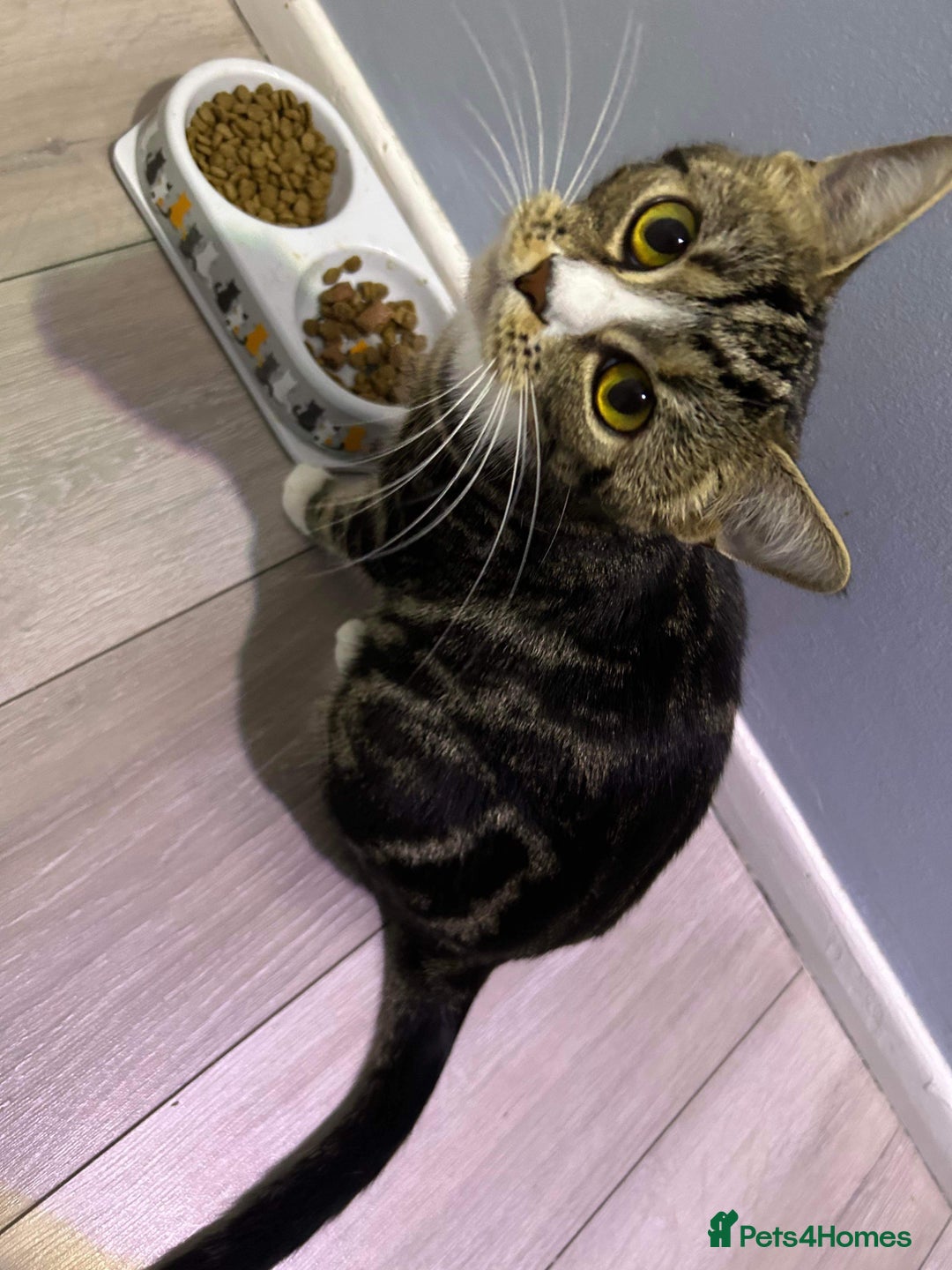 Bengal cats for sale: Kittens for sale - Image 4