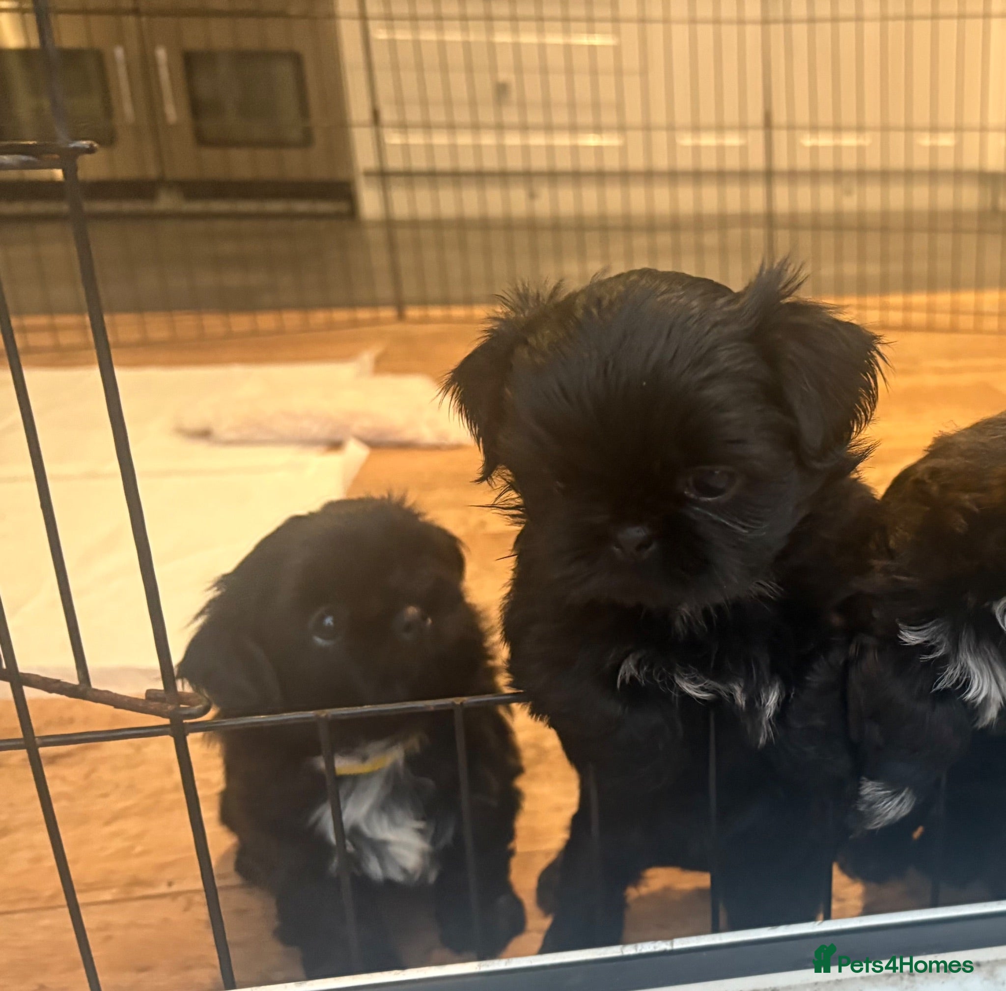 Shih Tzu dogs Imperial Shihtzu puppies, chocolate non fading  - Advert 6