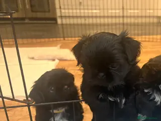 Shih Tzu dogs Imperial Shihtzu puppies, chocolate non fading - Advert 8