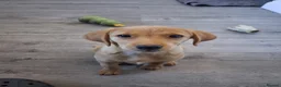 Labrador Retriever dogs for sale: Trained Labrador for sale  - Advert 4