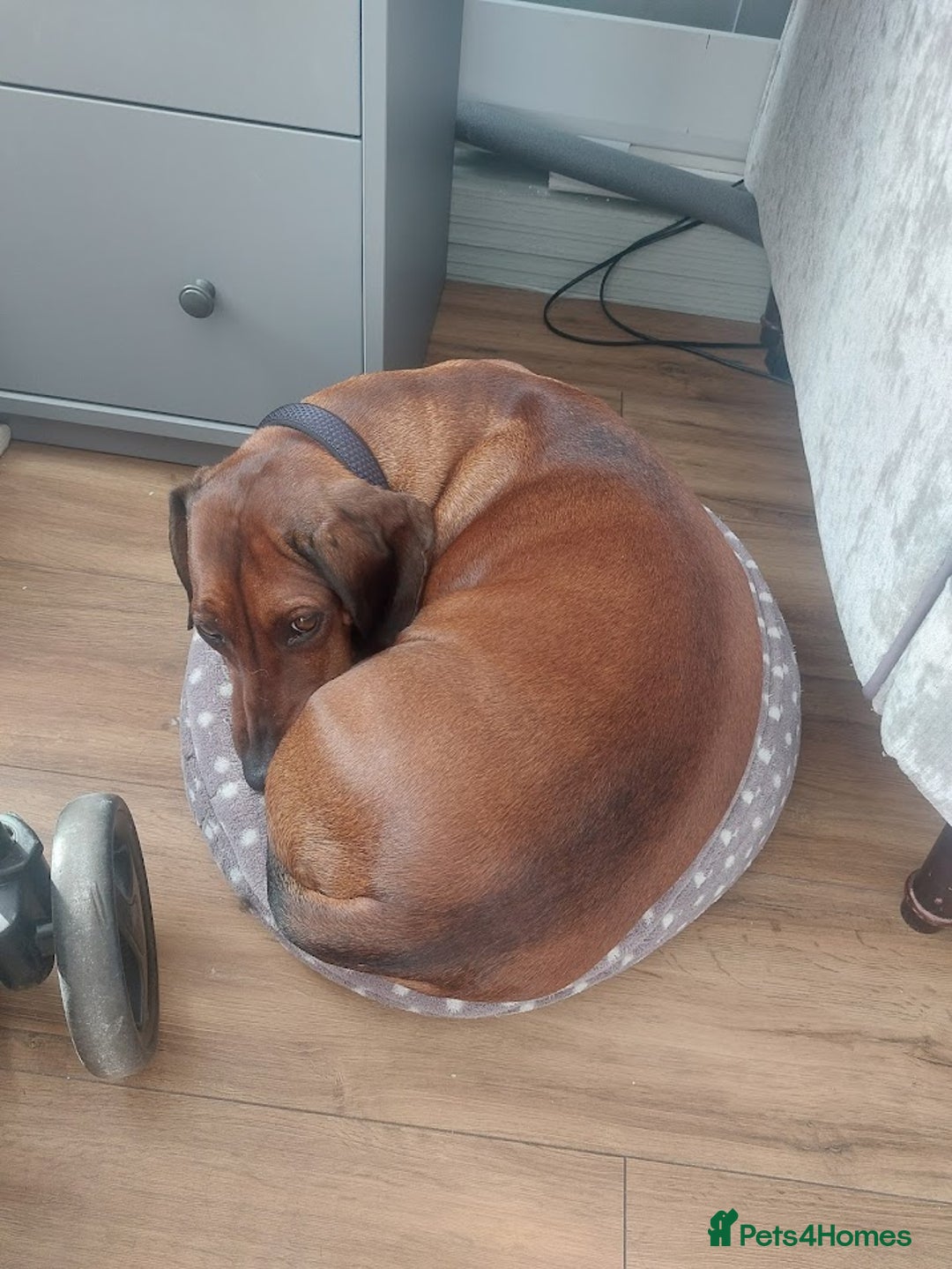 Dachshund dogs for sale: 2x Dachshunds Male 7&8 years - Advert 4