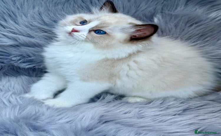 Ragdoll cats for sale - Advert 1
