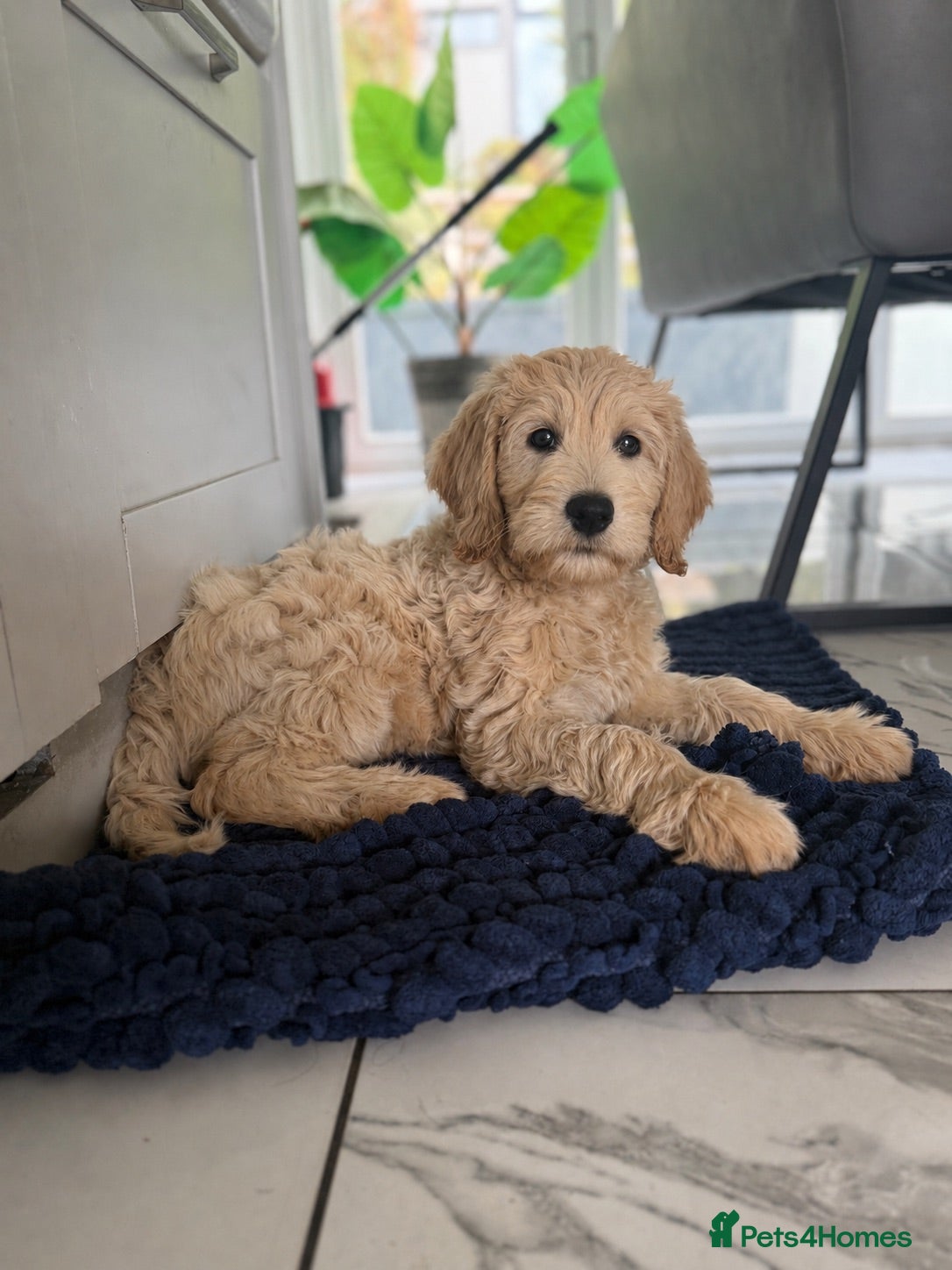 Goldendoodle dogs Beautiful Goldendoodle Puppies Ready Now - Advert 6