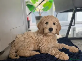 Goldendoodle dogs Beautiful Goldendoodle Puppies Ready Now - Advert 6