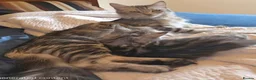 Maine Coon cats for sale: Maine Coon Kittens for Sale - Advert 5
