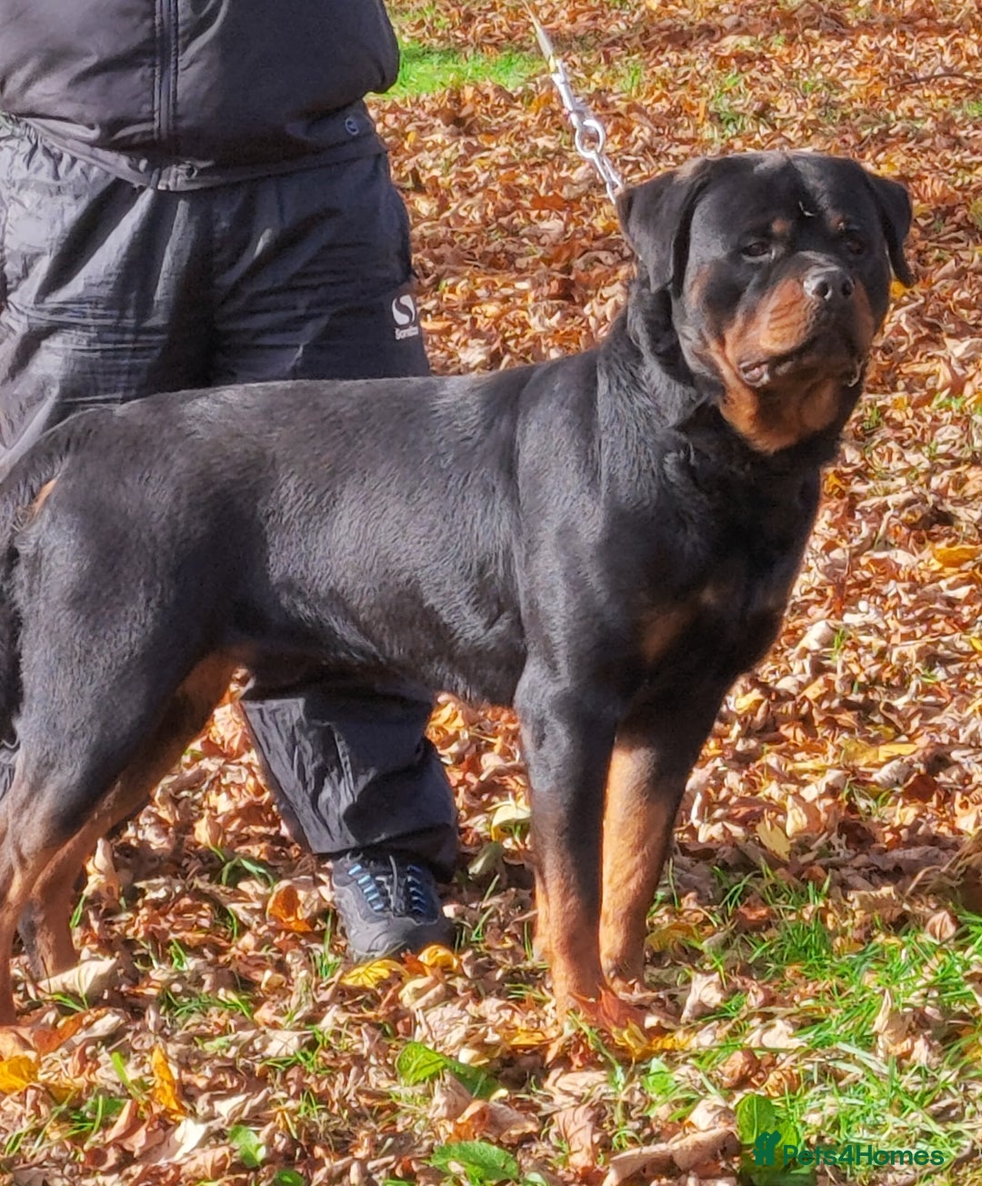 Rottweiler dogs for sale: Champion  bloodline Rottwiler Puppies  - Advert 1