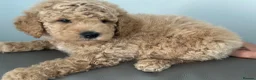Goldendoodle dogs for sale: F1B MINI/MEDIUM GOLDENDOODLES 2 RESERVED - Advert 8