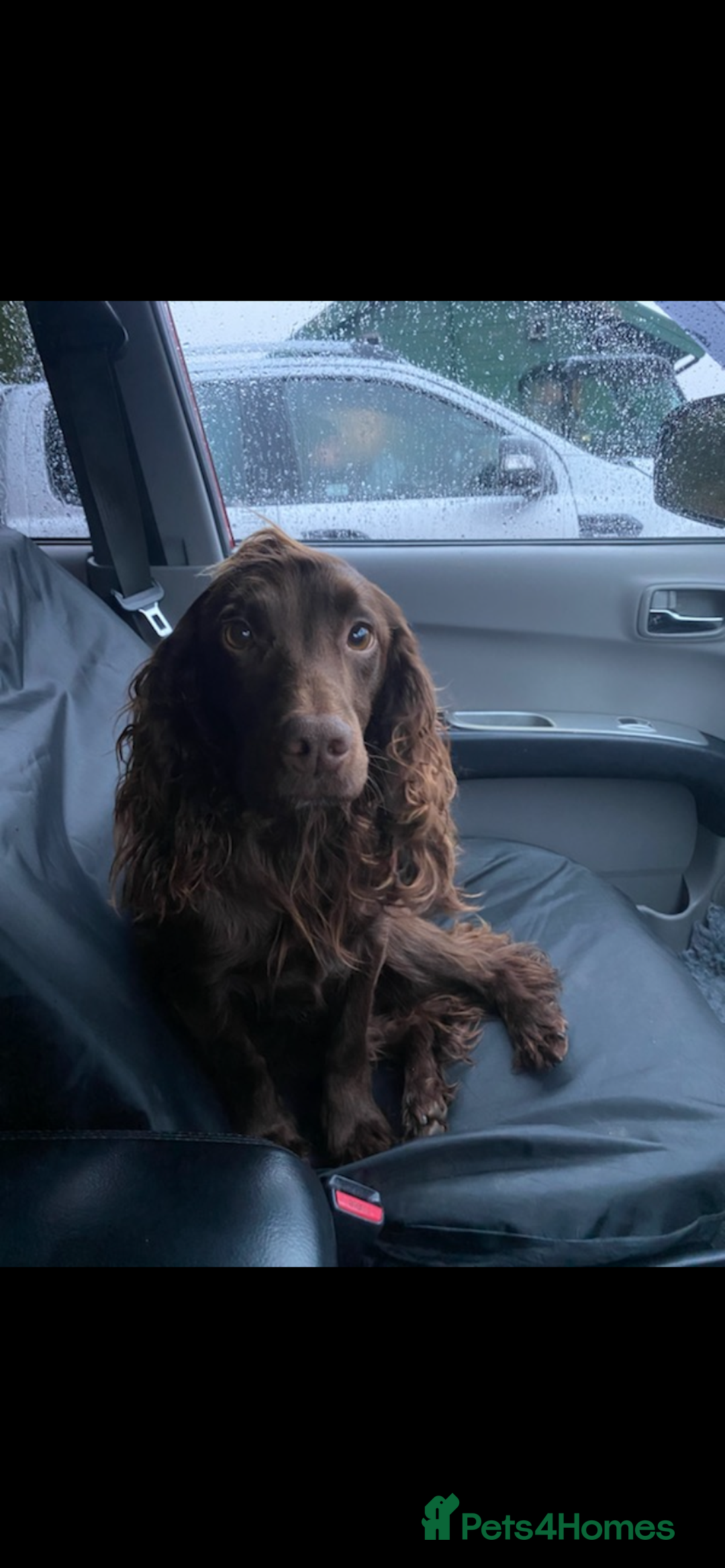 Cocker Spaniel dogs for sale: Carefully bred Kc FTW sired cocker spaniel pups,  - Image 9
