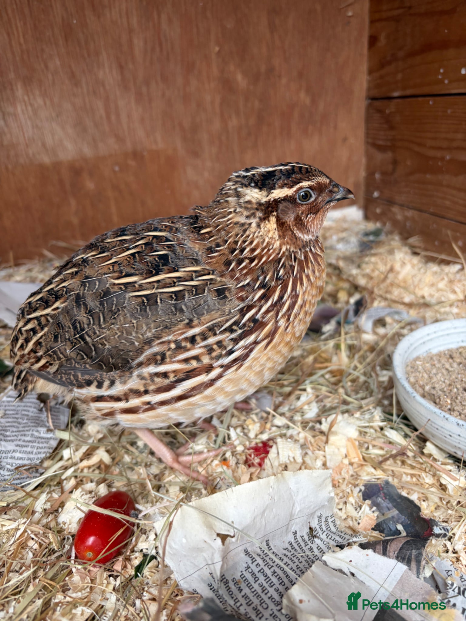 Quail poultry Two male quail  - Advert 9