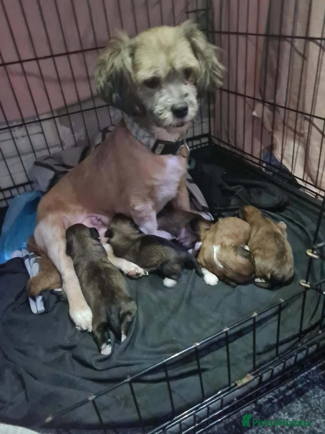 Lhasa Apso dogs for sale: Lhasa apso pups in Lanark - Advert 1