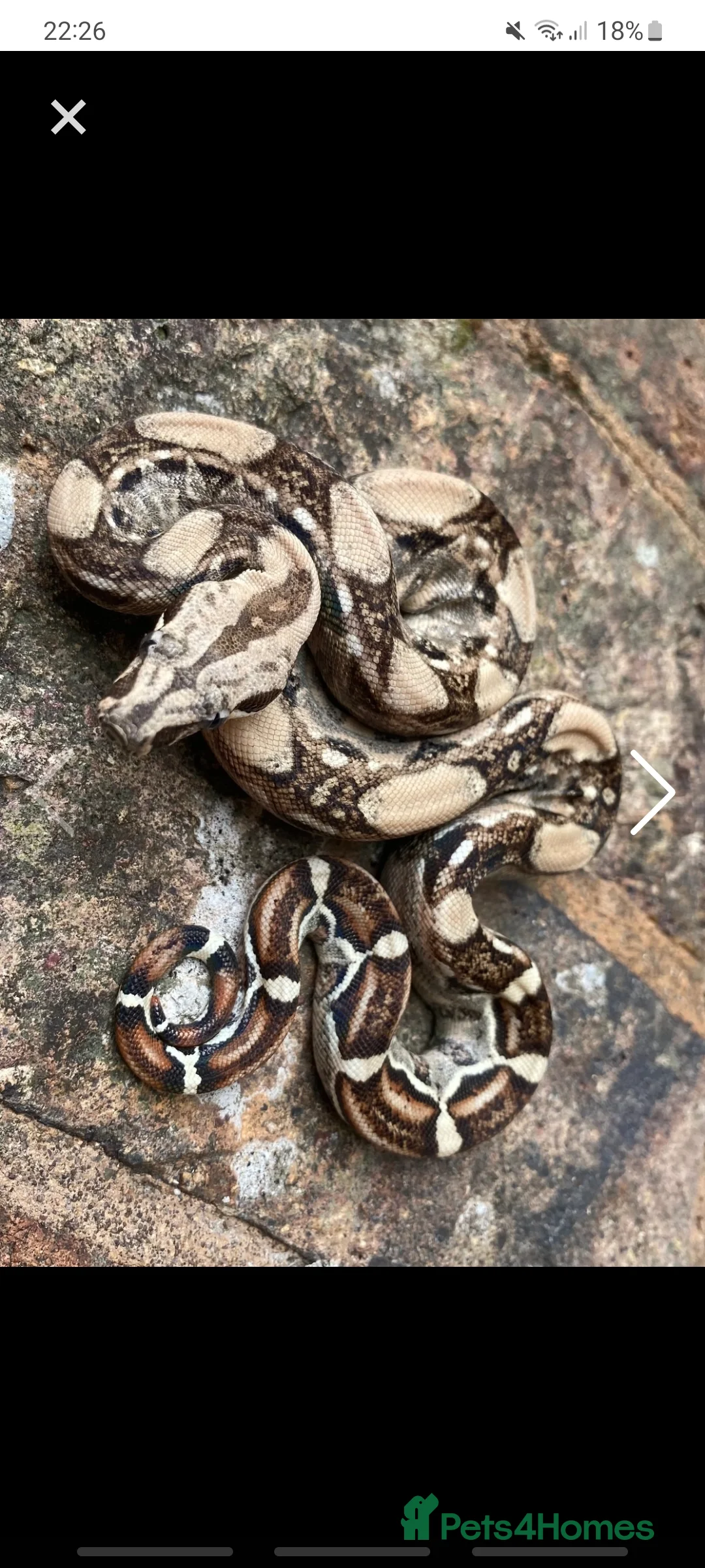 Boa Snake reptiles for sale: Various boa constrictor for sale - Advert 4