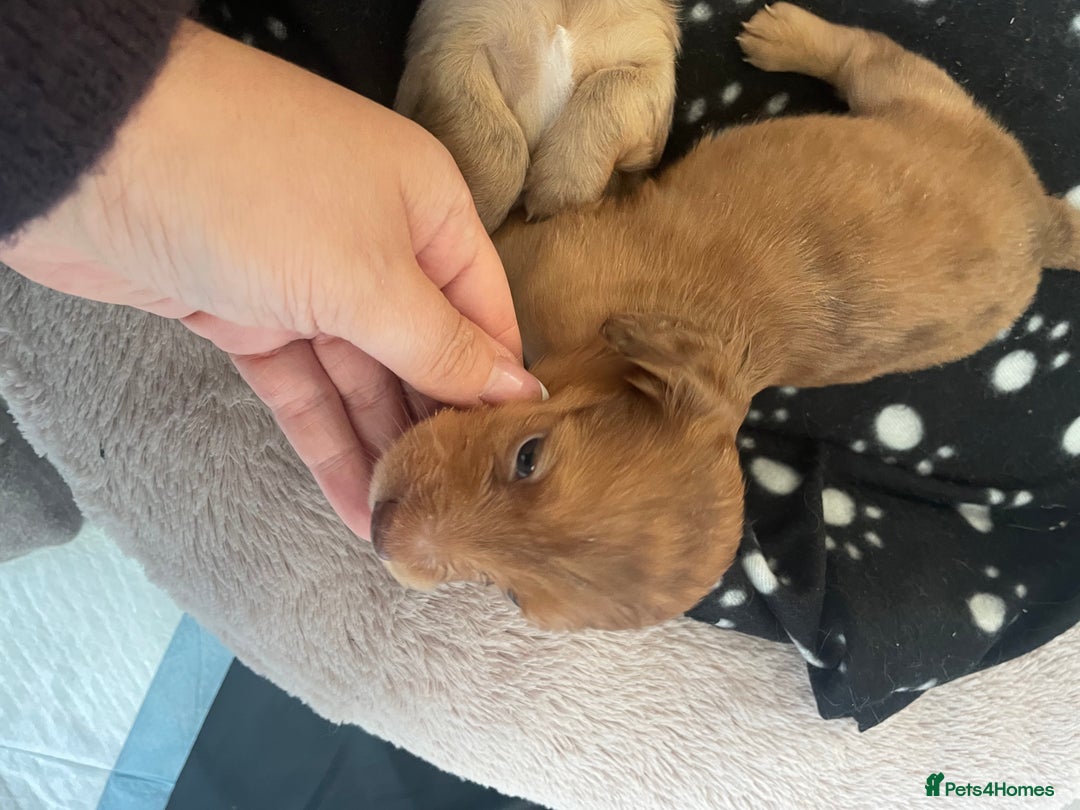 Miniature Dachshund dogs for sale: Long haired dachshund puppies   - Image 17