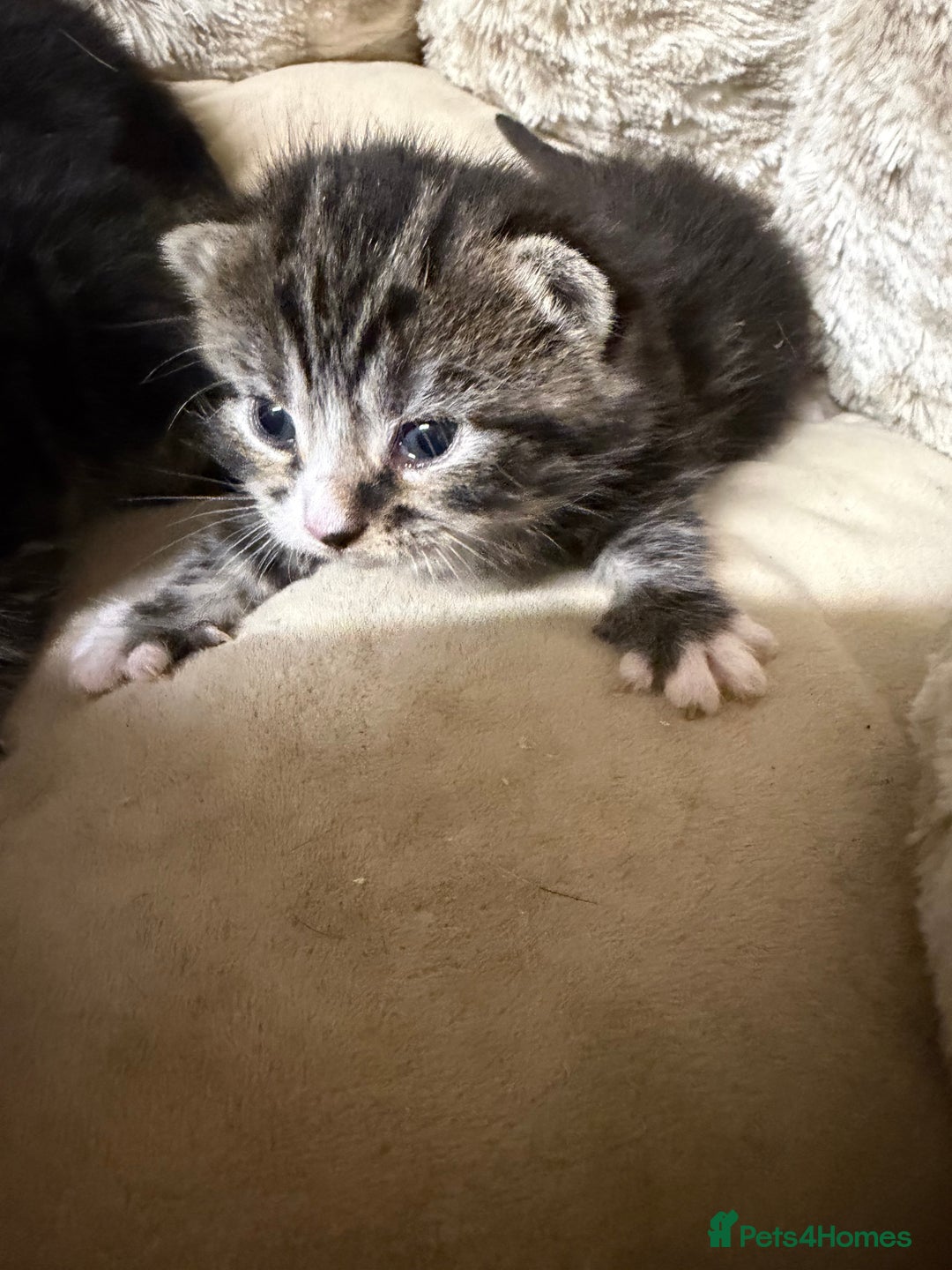 British Shorthair cats for sale: Adorable Kittens, Will be Ready from 22 December! - Advert 19