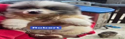 Pomeranian dogs for sale:  3 gorgeous pomeranian puppies available  - Advert 17