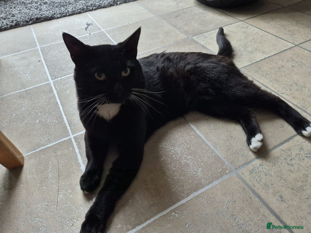 Mixed Breed cats for sale: Loving Home Wanted for Our Gorgeous Black Cat - Image 1