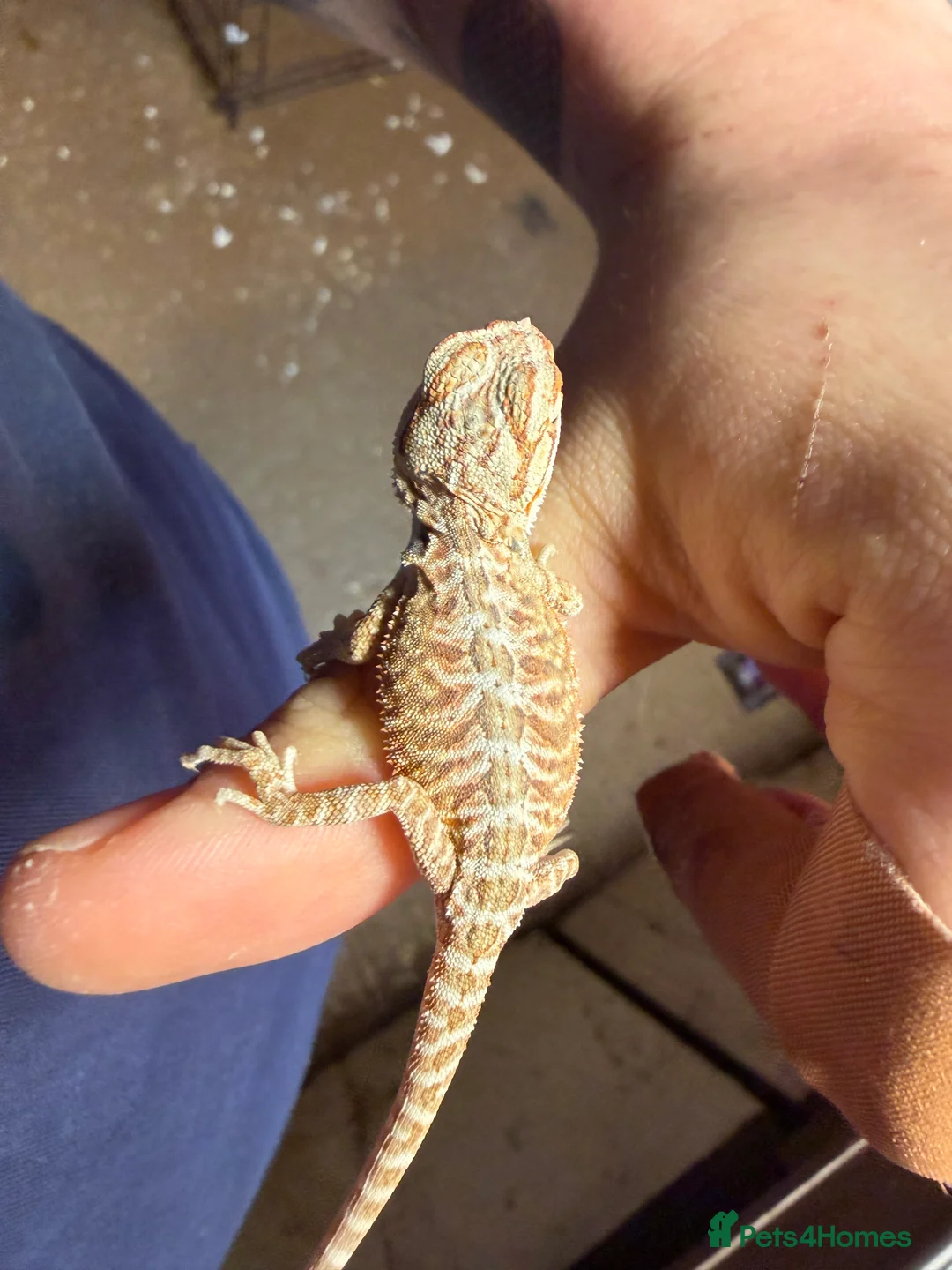 Bearded Dragon reptiles for sale: 8 stunning Baby beared dragons ready for 20 march - Advert 2