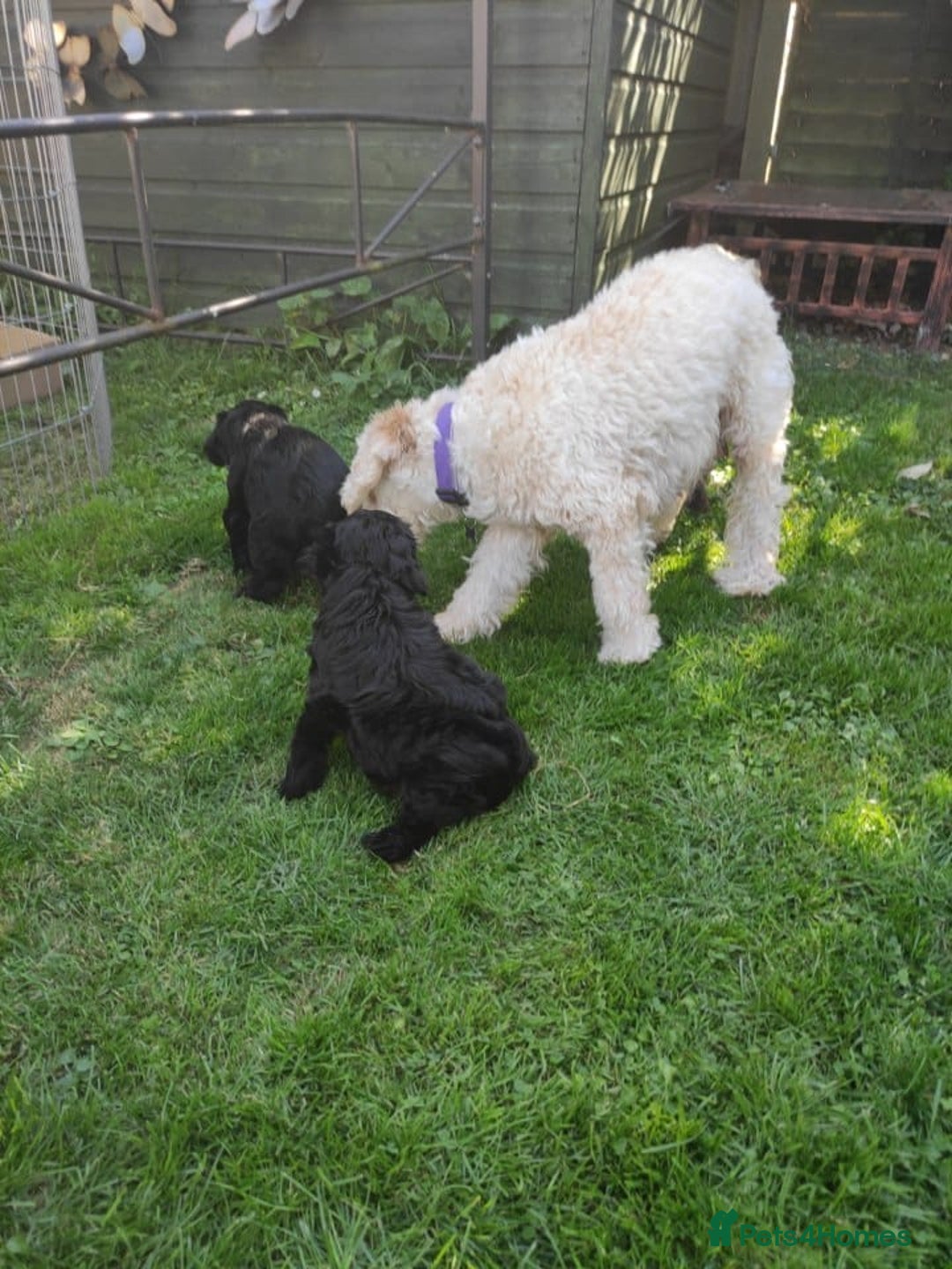 Mixed Breed dogs for sale: Very rare Black Cockerpoo and Chocolate puppies - Image 8