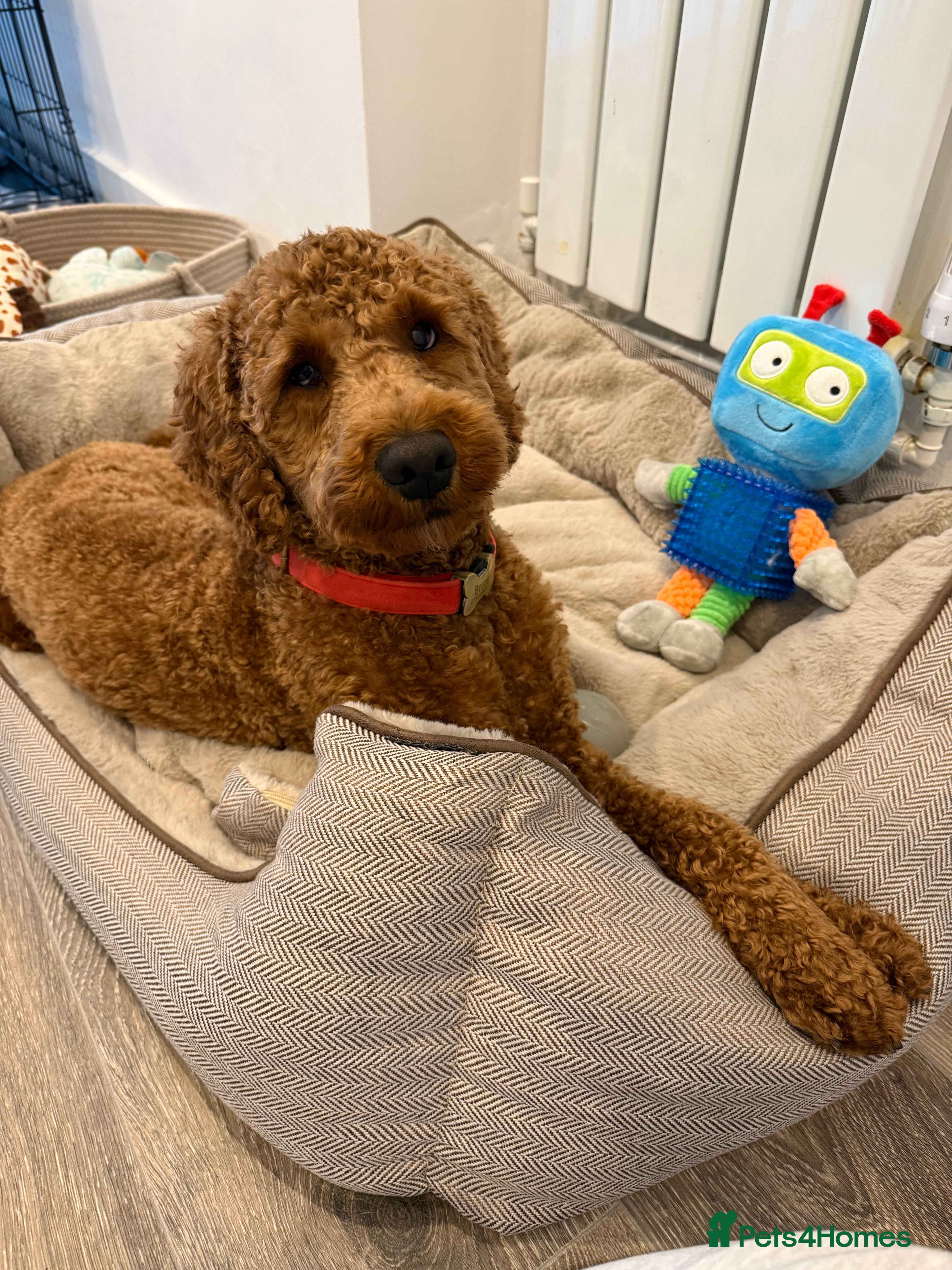 Cockapoo dogs Golden Cockapoo in Thornton-Cleveleys - Advert 1