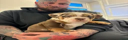 Olde English Bulldogge dogs for sale: 4 beautiful pups ready now  - Advert 2