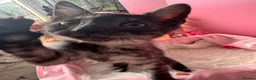 Egyptian Mau cats for sale: TICA Reg Egyptian MAU x Bengal x BSH unique coat in Southampton - Advert 19