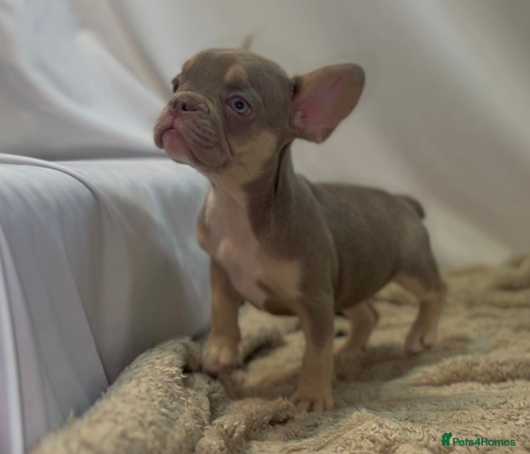 French Bulldog dogs for sale: 💕🐾 Stunning French bulldogs 🐾💕 - Advert 11