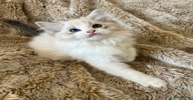 Ragdoll cats GCCF Registered Ragdoll Kittens  - Advert 5