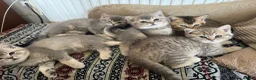 Scottish Fold cats for sale: Scottish Straight kittens - Advert 7