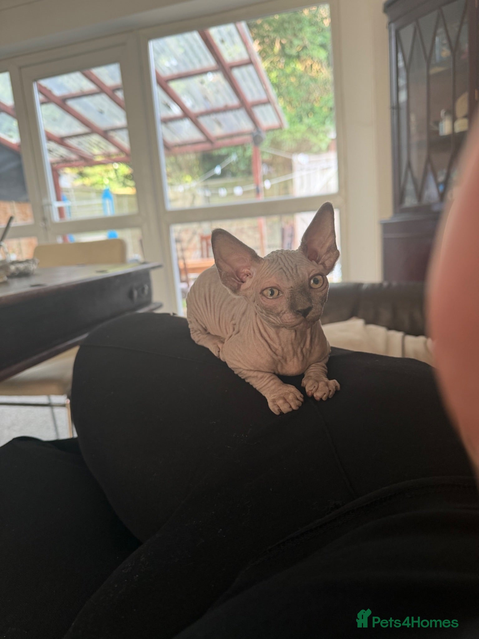 Sphynx cats Stunning Sphynx Kitten for Sale – Ready Now - Advert 1
