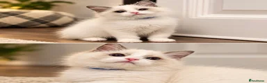 Ragdoll 4