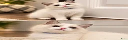 Ragdoll cats for sale: Chunky TICA Registered ragdoll Kittens  - Advert 3
