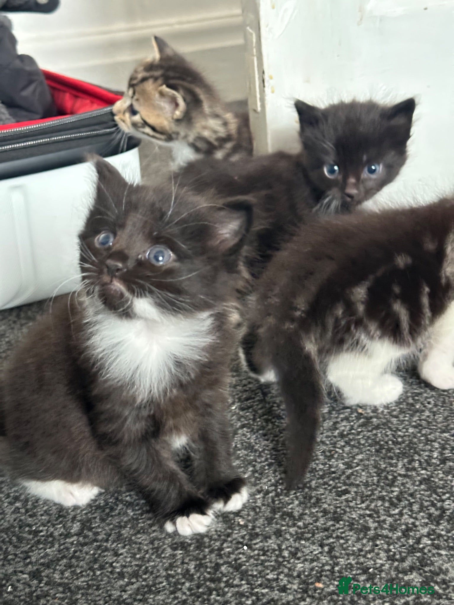 Mixed Breed cats Mixed breed kittens  - Advert 9