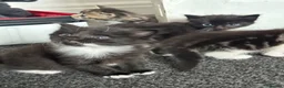 Mixed Breed cats for sale: Mixed breed kittens  - Advert 1