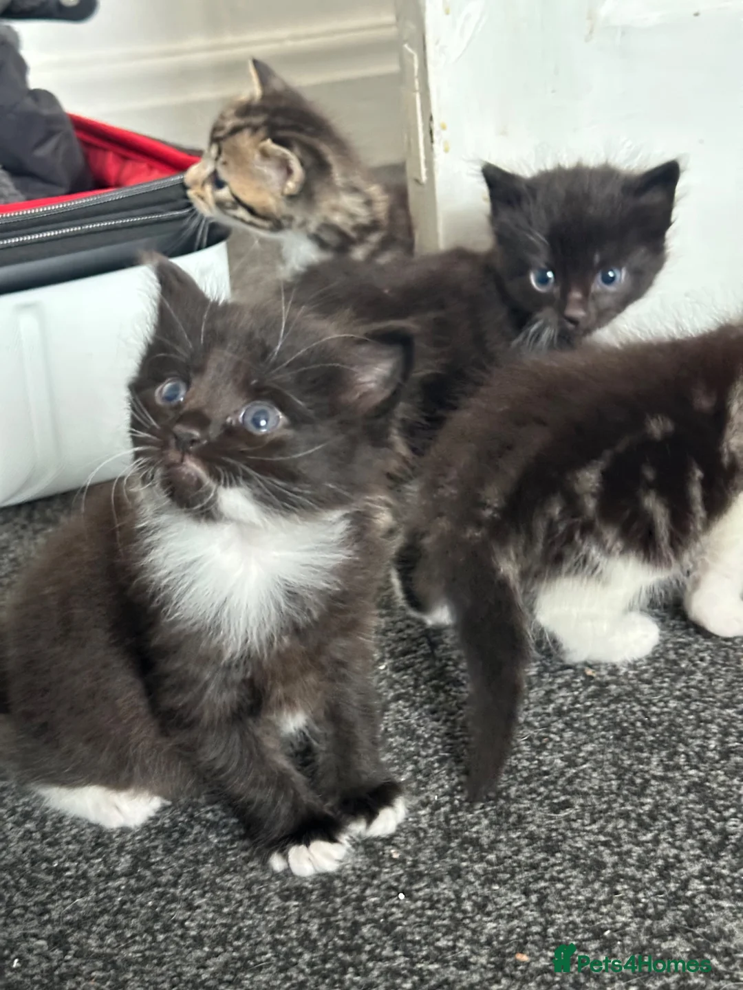 Mixed Breed cats for sale: Mixed breed kittens  - Advert 1
