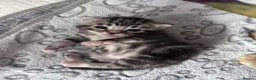 Mixed Breed cats for sale: 2 male and 1 female kitten for sale  - Advert 4