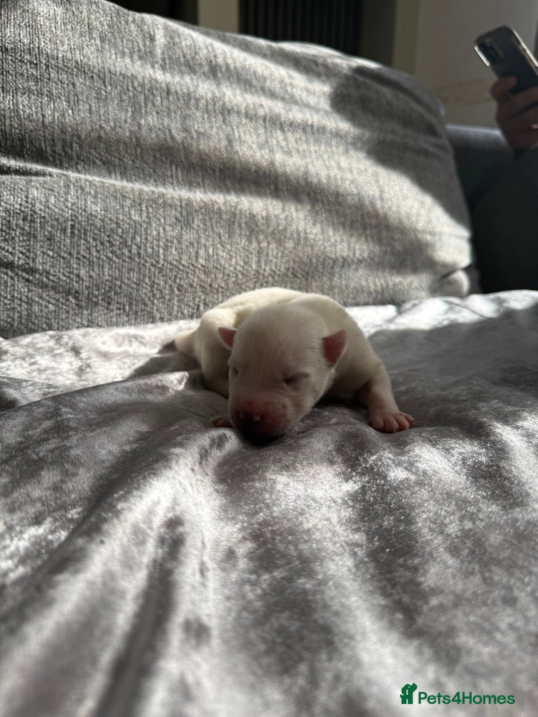 Siberian Husky dogs for sale: 2 stunning Siberian husky puppies for sale - Image 2