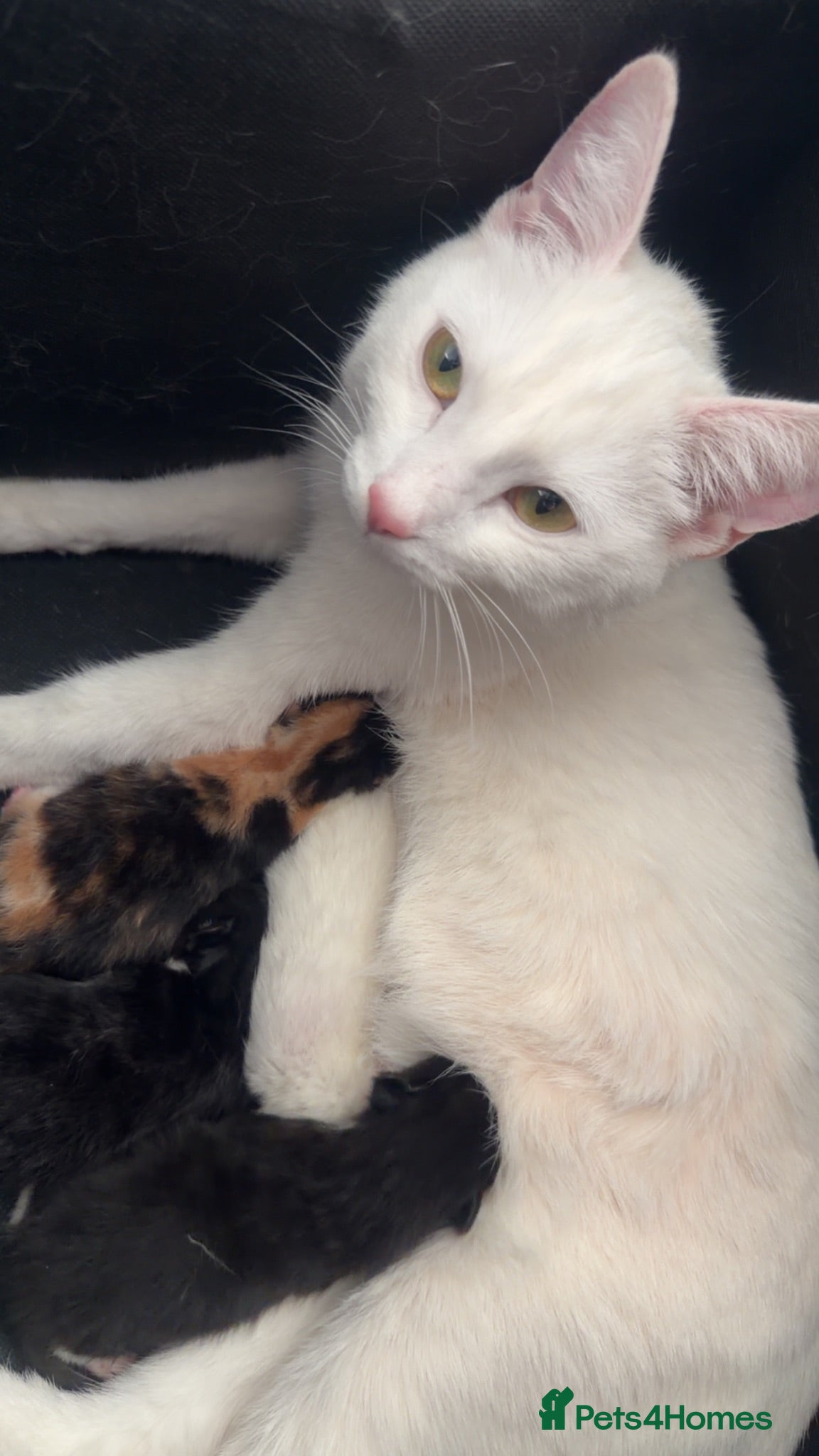 Mixed Breed cats Mother Cat and kittens for sale - Advert 1