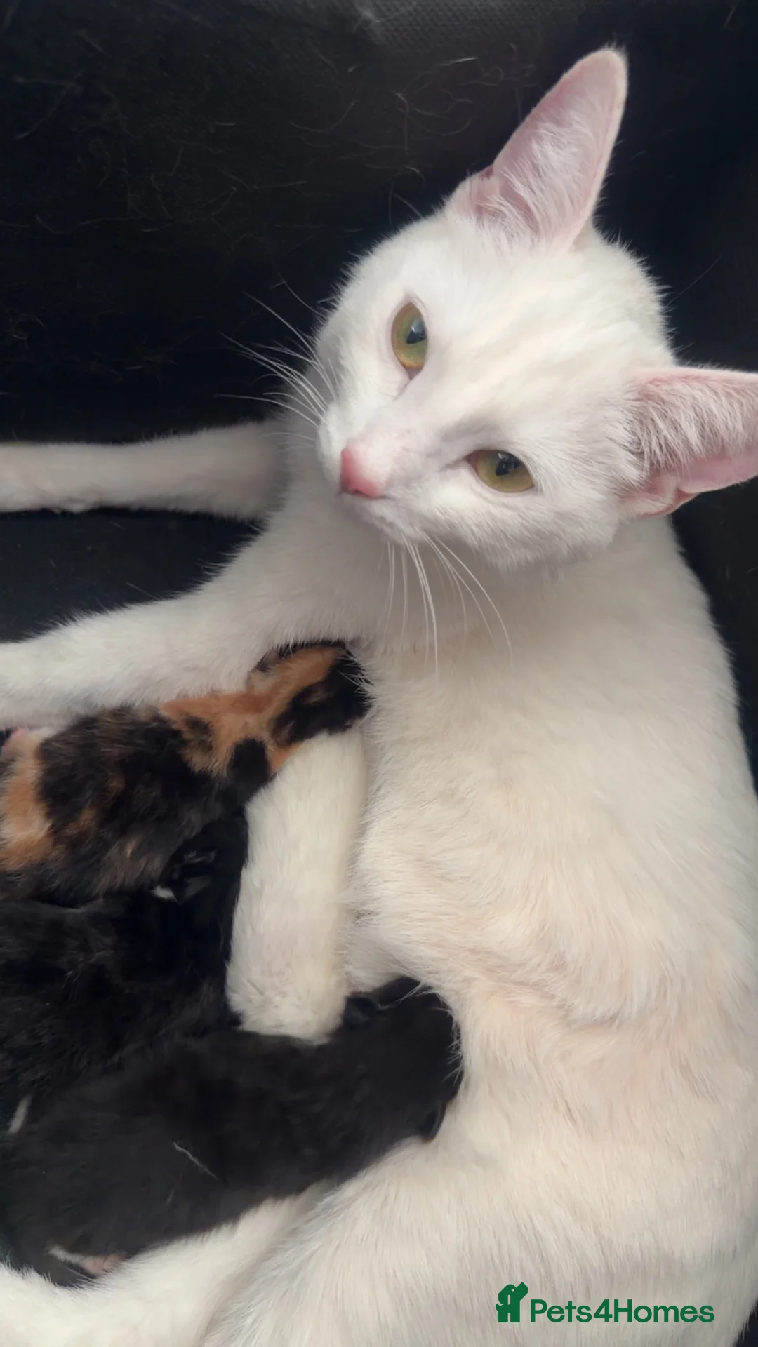 Mixed Breed cats for sale: Mother Cat and kittens for sale - Advert 1