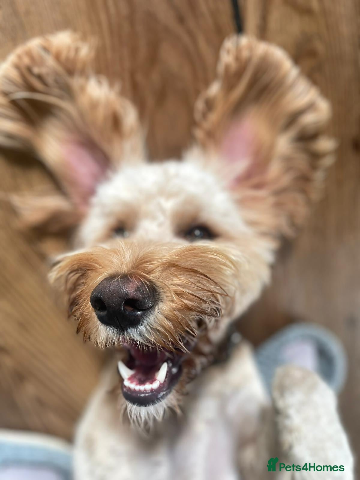 Cockapoo dogs Male cockapoo  - Advert 1