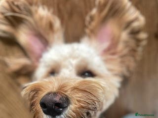 Cockapoo dogs Male cockapoo - Advert 1