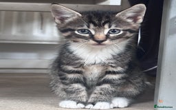 Mixed Breed cats for sale: 3 kittens looking for a new home  - Image 5